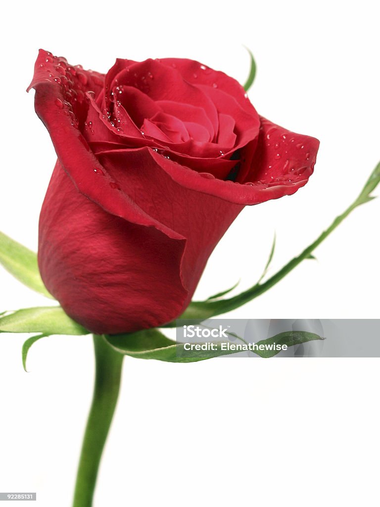 Rosa vermelha com gotas d'água - Foto de stock de Adulto royalty-free