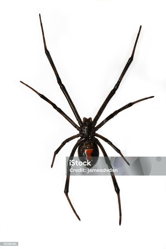 Black Widow Spider Isolated over White Background hanging from w  Black Widow Spider Stock Photo