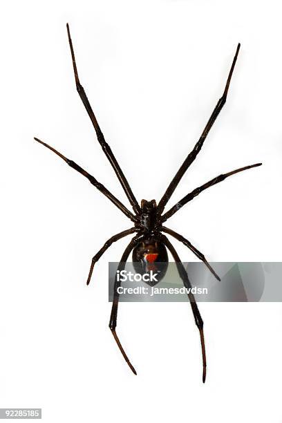 Black Widow Spider Isolated Over White Background Hanging From W Stock Photo - Download Image Now