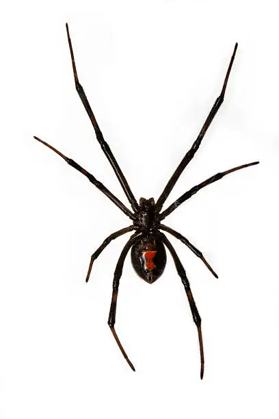 Photo of Black Widow Spider Isolated over White Background hanging from w