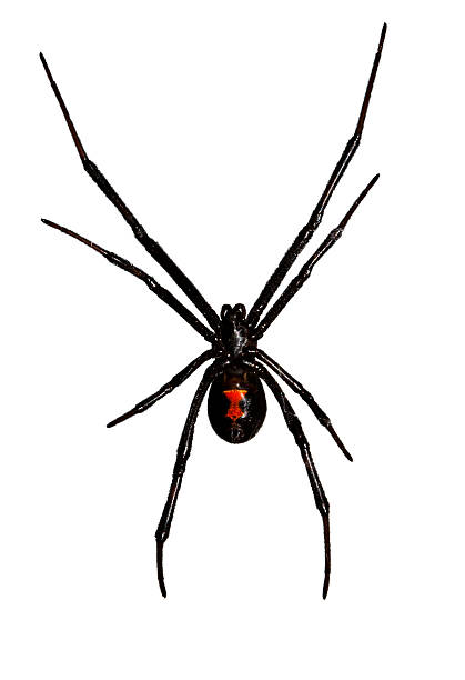 Isolated Black Widow Spider hanging from web stock photo