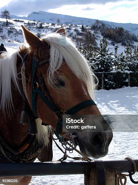 馬のポートレート - ウマのストックフォトや画像を多数ご用意 - ウマ, カラー画像, クローズアップ