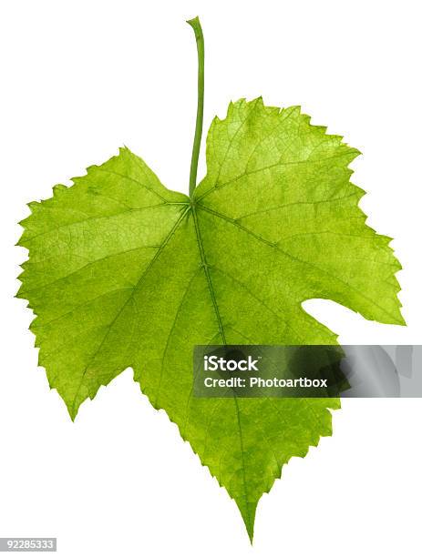 Weinblatt Stockfoto und mehr Bilder von Blatt - Pflanzenbestandteile - Blatt - Pflanzenbestandteile, Farbbild, Fotografie