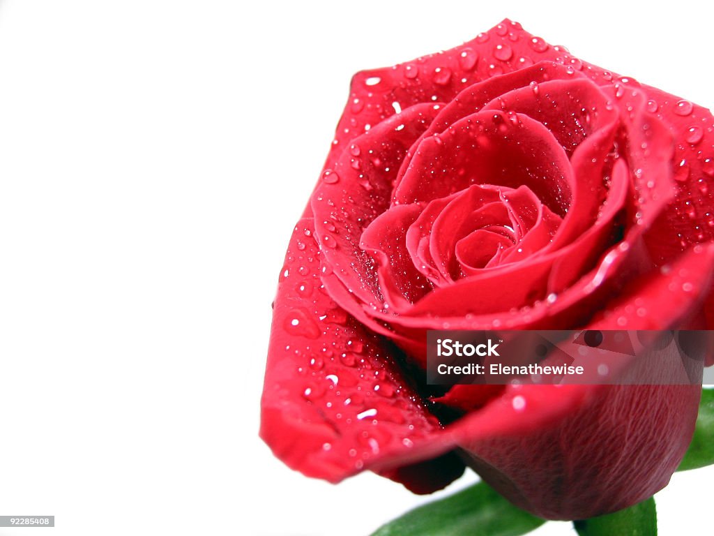 rose rouge avec des gouttelettes d'eau - Photo de Adulte libre de droits