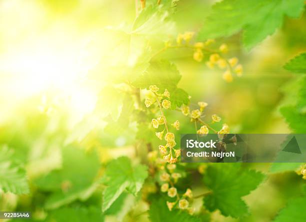 Zielone Liście W Słoneczny Dzień - zdjęcia stockowe i więcej obrazów Bez ludzi - Bez ludzi, Biologia - Nauka, Botanika