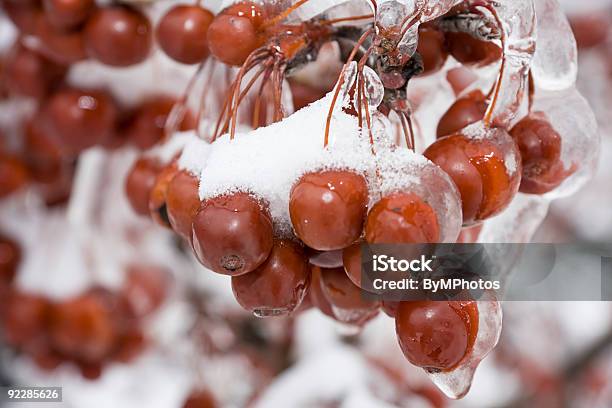 Bagas No Gelo - Fotografias de stock e mais imagens de Cereja - Cereja, Árvore, Congelado
