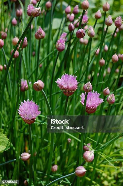 Flowering Szczypiorek - zdjęcia stockowe i więcej obrazów Bez ludzi - Bez ludzi, Fotografika, Jedzenie