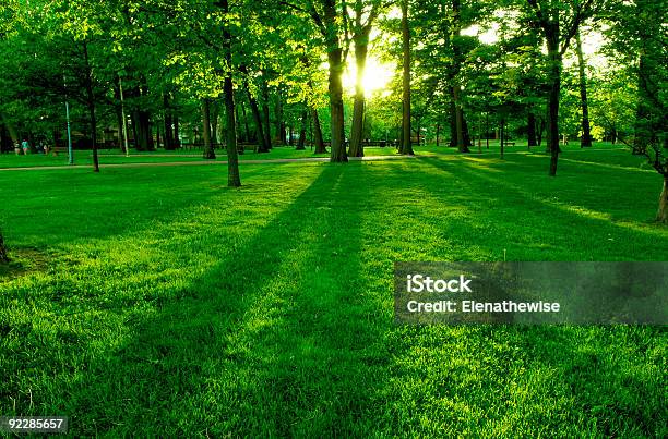 Green Park Stock Photo - Download Image Now - Arranging, Back Lit, Backgrounds