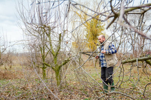istock Gardener is cutting branches, pruning fruit trees with long shears in the orchard 922858254