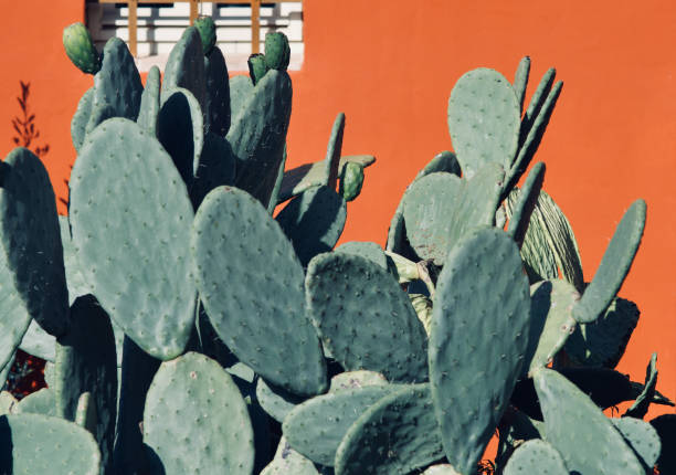 istock Prickly pears on a background of colorful wall 922859058