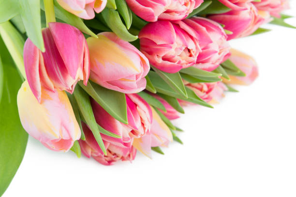 istock Bunch of fresh tulips as a spring holidays postcard background 922859772