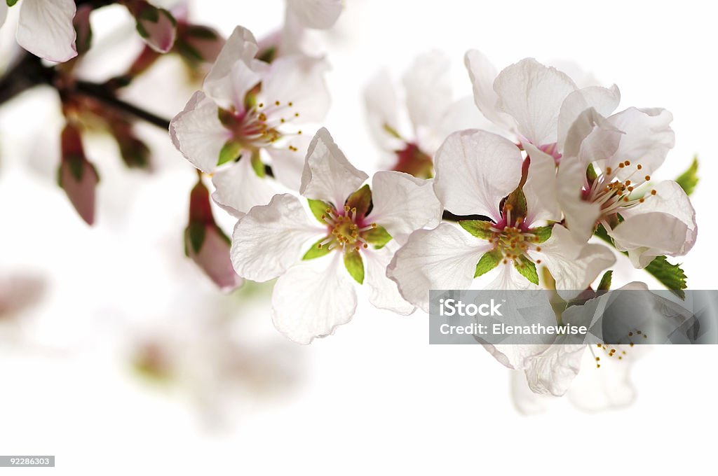 Rose Fleur de cerisier - Photo de Affectueux libre de droits