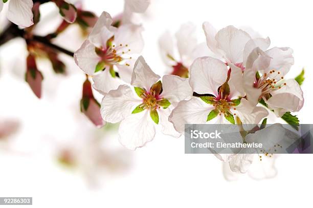 Photo libre de droit de Rose Fleur De Cerisier banque d'images et plus d'images libres de droit de Affectueux - Affectueux, Amour, Arbre