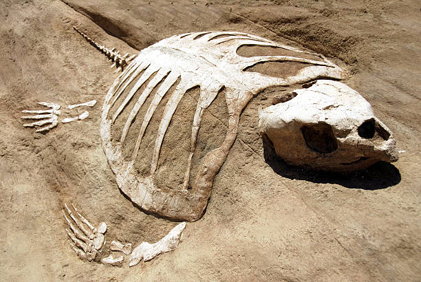 Ancient Sea Turtle Fossil  prehistoric turtle stock pictures, royalty-free photos & images