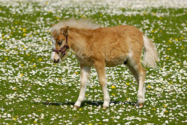 istock Young horse foal on flower field 92286407