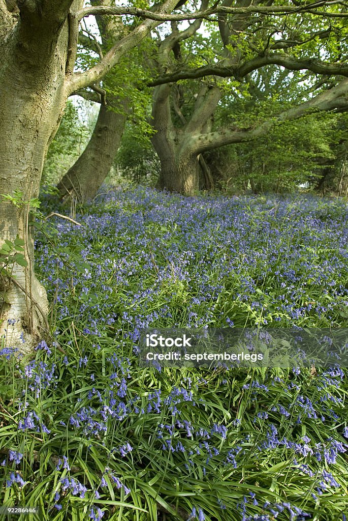 Bluebells w lesie - Zbiór zdjęć royalty-free (Buk - drzewo)