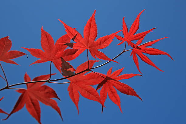 Japanese Maple -backlit stock photo