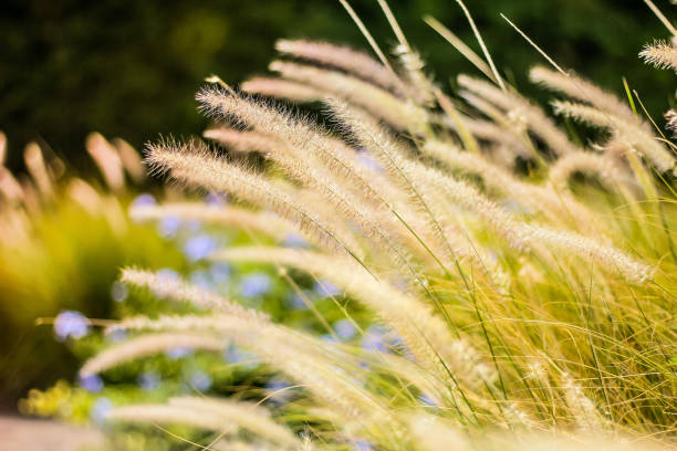 istock Abstract background blurted and flower grass, field sunlight and rim light. 922865206