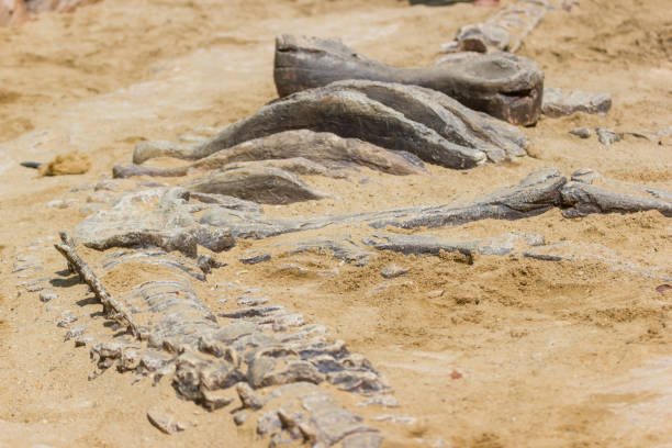 Dinosaur fossil simulator excavation in sand stock photo