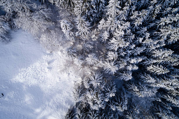 istock Aerial View Of Snow Covered Pine Trees In Forest During Winter 922865620
