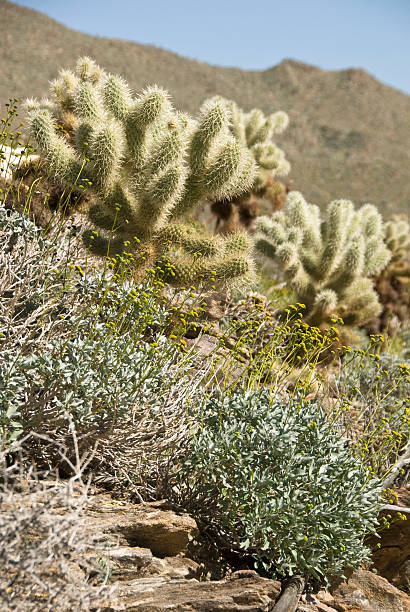 kaktus cholla w pustynia mojave - lowlight zdjęcia i obrazy z banku zdjęć
