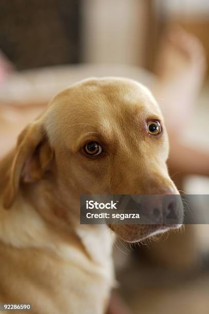 Non Sono Stato Io - Fotografie stock e altre immagini di Cane - Cane, Riconciliarsi, Animale