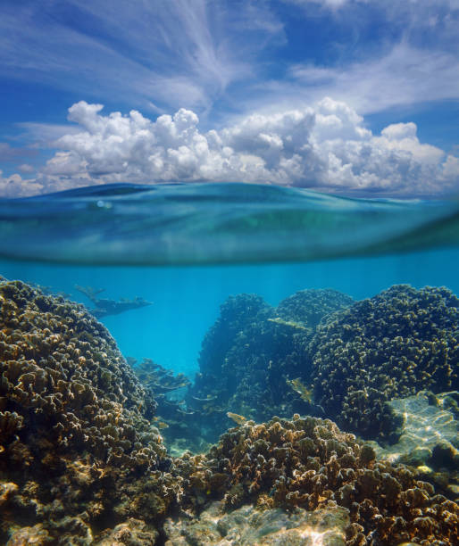 istock Above and below surface of the Caribbean sea 922865988
