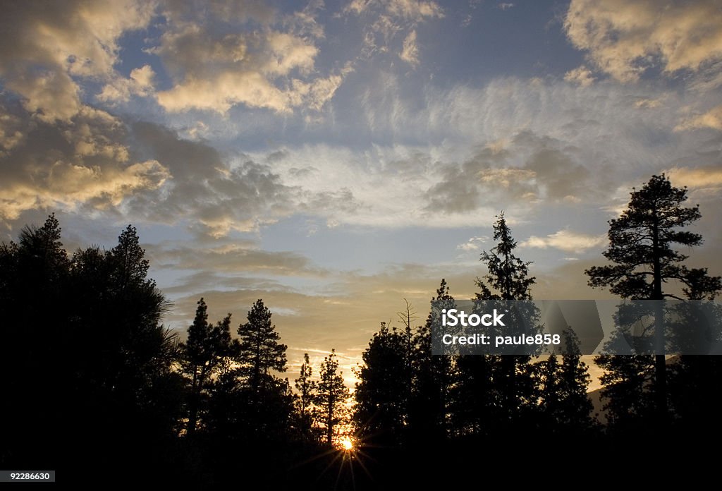 Bosque al atardecer - Foto de stock de California libre de derechos