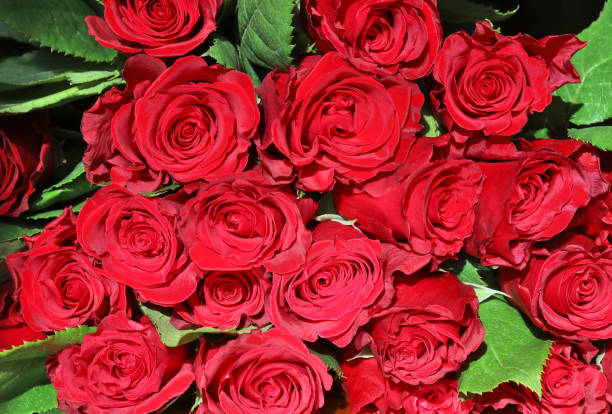 istock Floral background with red roses. 922866734