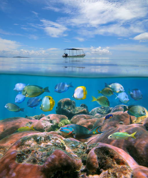 istock Boat alone above a coral reef with shoal of fish 922867116