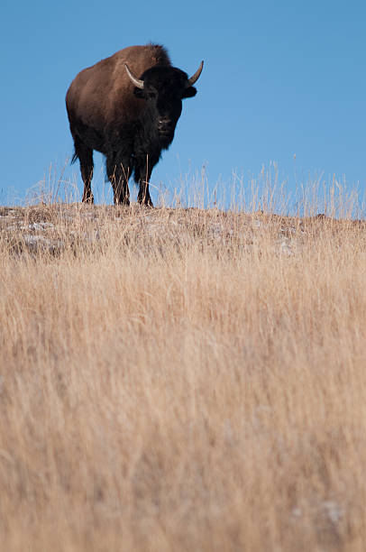 American Bison stock photo