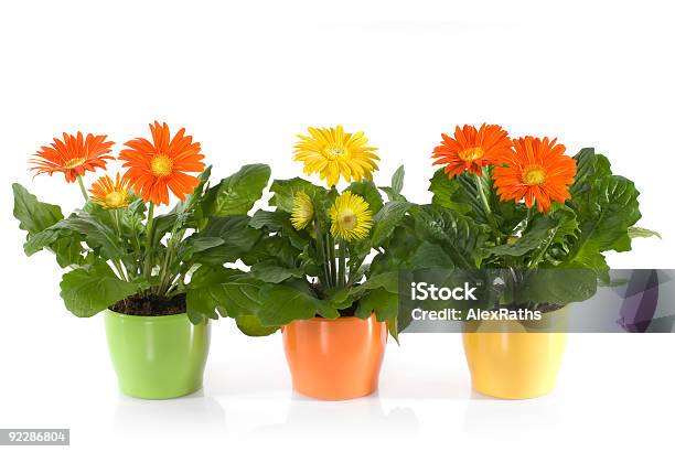 Photo libre de droit de Gerbera Daisies banque d'images et plus d'images libres de droit de Fleur - Flore - Fleur - Flore, Gerbera, Cache-pot