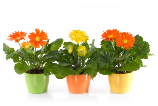 Gerbera Daisies in pots on white background