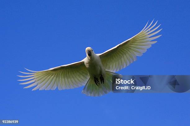 Catatua Escaldante - Fotografias de stock e mais imagens de Animal - Animal, Animal selvagem, Ao Ar Livre