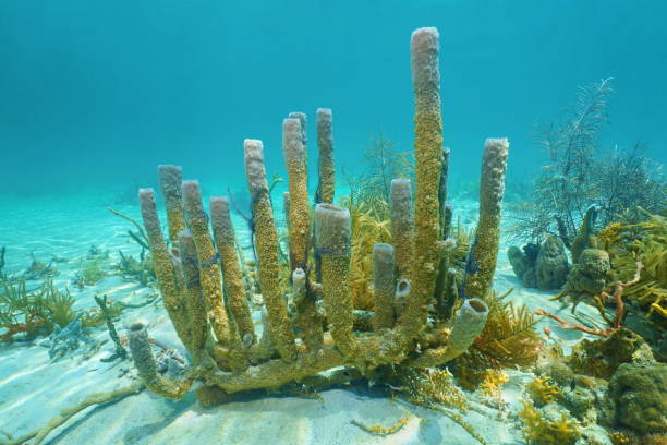 istock Branching vase sponge Callyspongia vaginalis 922869622