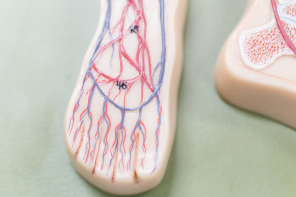 istock Study of human organs from model in Lab. 922872060