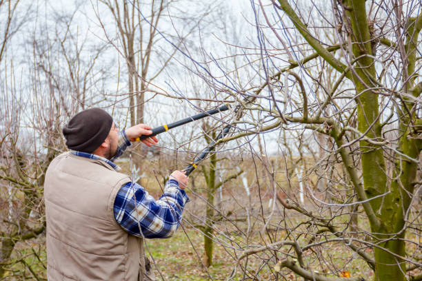 istock Gardener is cutting branches, pruning fruit trees with long shears in the orchard 922872110