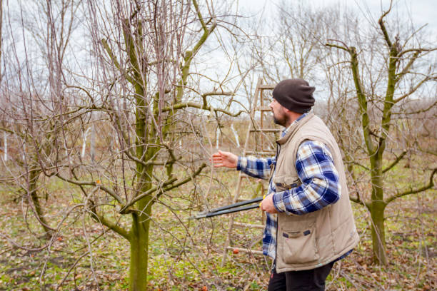 istock Gardener is cutting branches, pruning fruit trees with long shears in the orchard 922872232