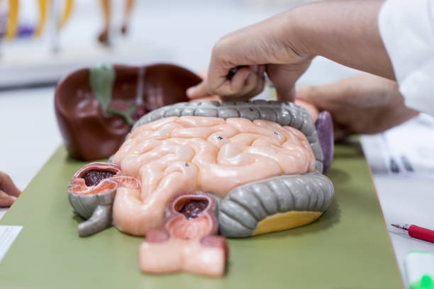 istock Study of human organs from model in Lab. 922872244