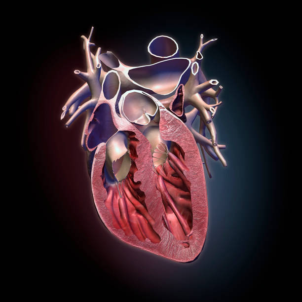 cœur de l’homme sur fond noir, vue en coupe sagittale - valvule cardiaque photos et images de collection
