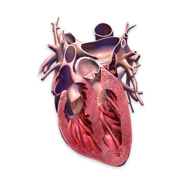 흰색 배경, 화살 섹션 보기에 인간의 마음 - left ventricle 뉴스 사진 이미지