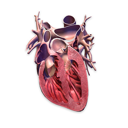 Cross section CG image of human heart, showing interior of the heart valves