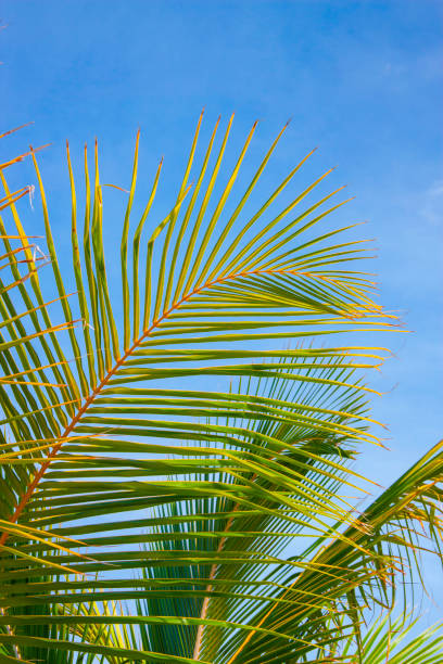 istock Palm Fronds Against A Sunny Sky 922872382