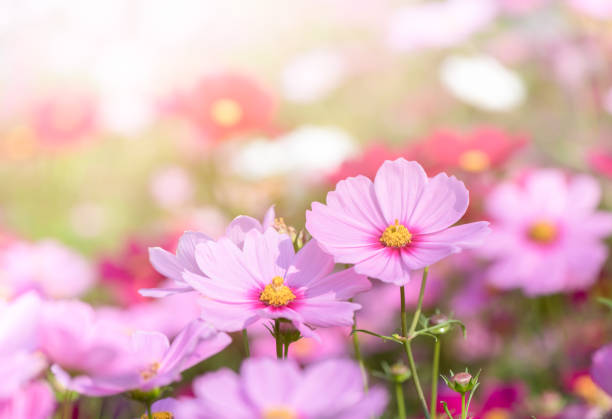 庭で美しいピンクのコスモス - コスモス ストックフォトと画像