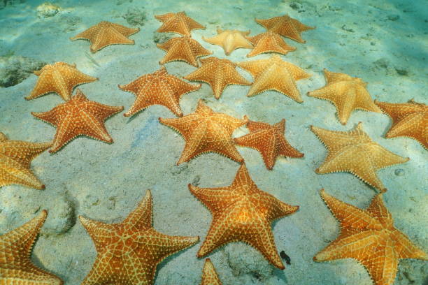 istock Cluster of starfish underwater on sandy seabed 922872988