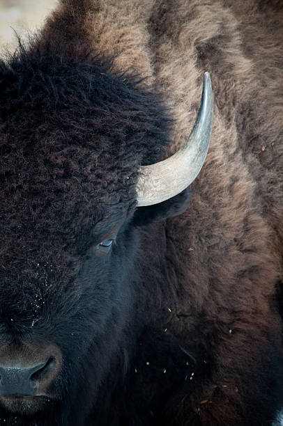 Up close with a buffalo stock photo