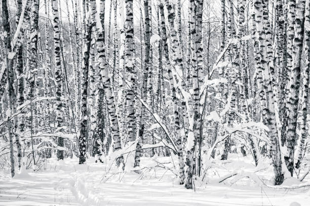istock Birch trees in winter forest in black and white 922875360