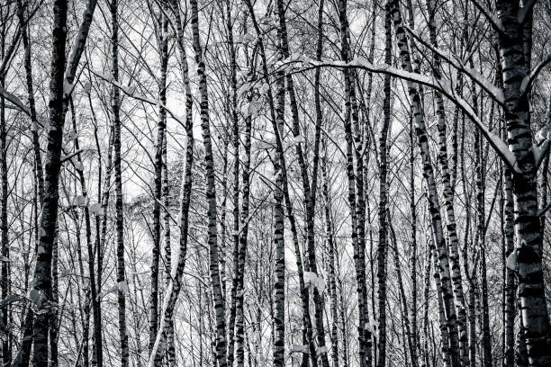 istock Birch trees in winter forest in black and white 922875374