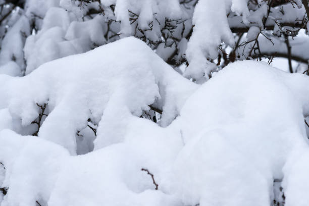 istock Snow covered trees and bushes in the winter park 922875426