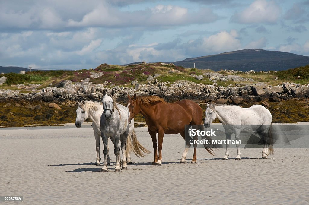 Cavalli su una spiaggia di sabbia - Foto stock royalty-free di Bianco